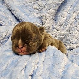 French Bulldog Puppies from Honey Hole Frenchies