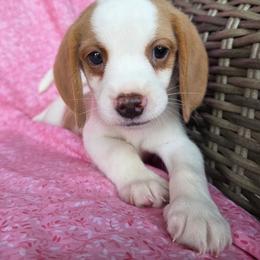 Lemon and White Boy - Lemon and white male Beagle puppy in Spring Branch, Texas from Lost Trail Kennels