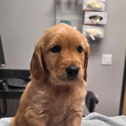 Maverick - Dark golden male Golden Retriever puppy in Lebanon, Oregon from SnowPeakPaws