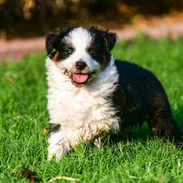 Miniature Australian Shepherd Puppies from Rockin D Mini Aussies