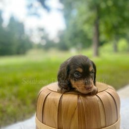 Louie - Chocolate and tan male Dachshund puppy in Colbert, Georgia from Southern Drawl Dachshunds