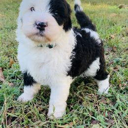Goldendoodle and Sheepadoodle Puppies from Paw City Doodles