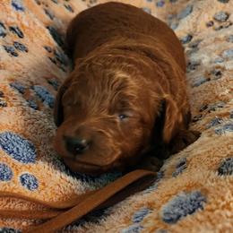 BROWN collar Boy - Red  male Goldendoodle puppy in Los Molinos Ca, California from Sunshine Sanctuary Doodles
