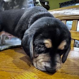 Beagle Puppies from Vaughn Gross