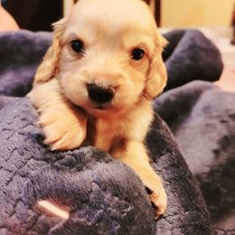 Dachshund Puppies from Star-Key's Dachshunds