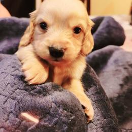 Dachshund Puppies from Star-Key's Dachshunds