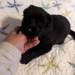 Pink - Black female German Shepherd puppy in Luna, New Mexico from Von De León German Shepherds