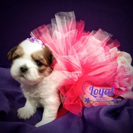 Shih Tzu Puppies from Loyal Shih Tzu