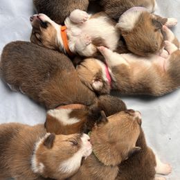 Pembroke Welsh Corgi Puppies from Connie’s Corgies
