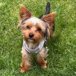Glo - Yorkshire Terrier