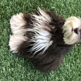 Otto - Miniature Schnauzer