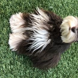 Otto - Miniature Schnauzer