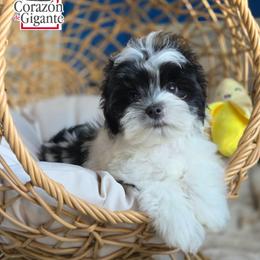 Jinu - Parti male Yorkshire Terrier puppy in California from Corazon de gigante