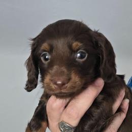 Lola's chocolate and tan longhair girl - Chocolate and tan female Dachshund puppy in Declo, Idaho from Dozendachs