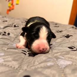 Dally - Black and white male Border Collie puppy in Franklin, Maine from Broad Meadow Borders