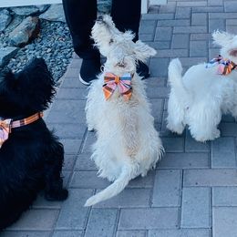 Scottish Terriers from Sedona Scottish Terriers