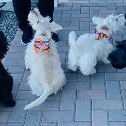 Scottish Terriers from Sedona Scottish Terriers