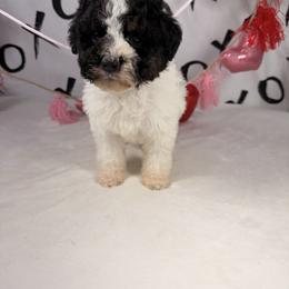 Dancer - Parti female Poodle puppy in Luana, Iowa from Country View Bernedoodles and Goldendoodles