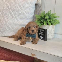 F1B Meet Sully :) - Red male Cavapoo puppy in Centerville, Iowa from Barnyard Dachshunds, Dals & Doodles