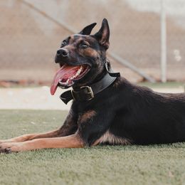 Medusa - Belgian Malinois
