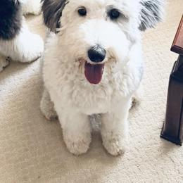 Daisy - Sheepadoodle