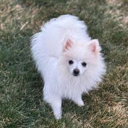 Mint - White male Pomeranian puppy in Meridian, Idaho from Idaho_poms