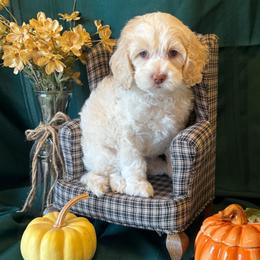 Hazel - yellow collar - Caramel cream female Australian Labradoodle puppy in Caldwell, Idaho from Leila Pearson