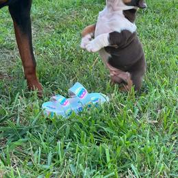 Chubby - Chocolate tri-color male Bulldog puppy in Ranson, West Virginia from EMR’s Bulldogs