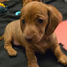 Dachshund Puppies from Tumbleweed Dachshunds