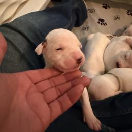 Girl 3 - White female Dogo Argentino puppy in Hammond, Louisiana from Bestiarius Kennels
