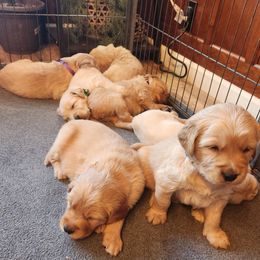 Boy 4 - Golden Golden Retriever puppy in Payson, Arizona from Bullet Retrievers