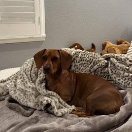 Dachshund All Grown Up from The dachshunds