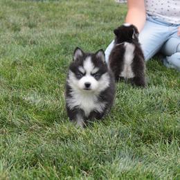 Amethyst - Black and white female Pomsky puppy in Clarkston, Utah from Red Rock Ranch Breeders
