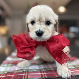 Santa - Cream male Goldendoodle puppy in Greenville, North Carolina from ENC Goldendoodles