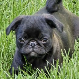 Pugs from Pugs to love