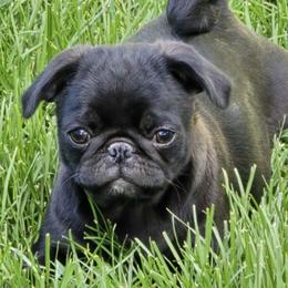 Pugs from Pugs to love