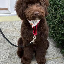Australian Labradoodle All Grown Up from Atlantic Labradoodles