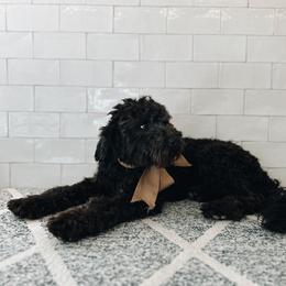 Goldendoodle and Golden Retriever Puppies from Canterbury Canines