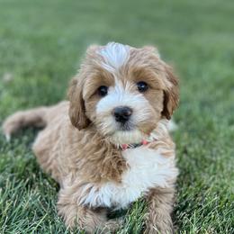 Rae's Pink Female - Apricot female Goldendoodle puppy in Great Falls, Montana from Montana Goldendoodles