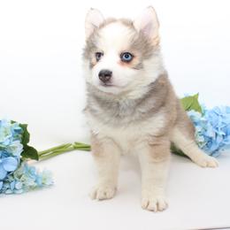 Chilly - Red and white female Pomsky puppy in Murfreesboro, Tennessee from Middle Tennessee Pomskies
