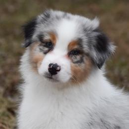 Texas - Blue merle male Australian Shepherd puppy in Easton, Missouri from MMA Kennel