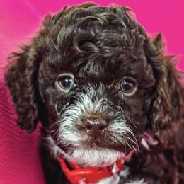 Cavapoos from Roth Puppy Patch