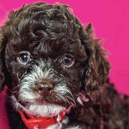 Cavapoos from Roth Puppy Patch