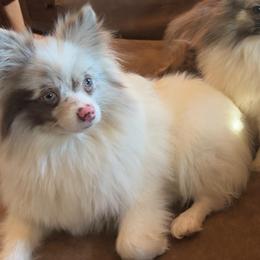 Rose - Pomeranian