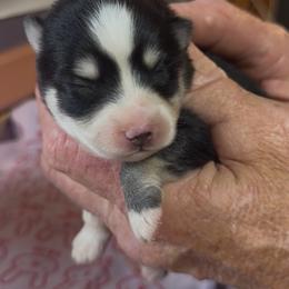 Libby - Black and white female Pomsky puppy in Spring Hill, Florida from PDQ Pomskies