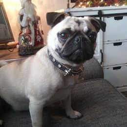 Fancy - Pug