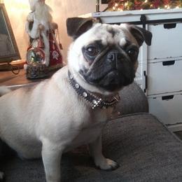 Fancy - Pug