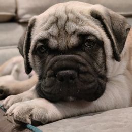 Bullmastiff Puppies from Ironward Bullmastiffs