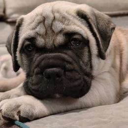 Bullmastiff Puppies from Ironward Bullmastiffs
