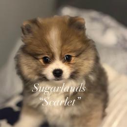 Scarlet - Blue sable female Pomeranian puppy in Palatka, Florida from Sugarland Pomeranians